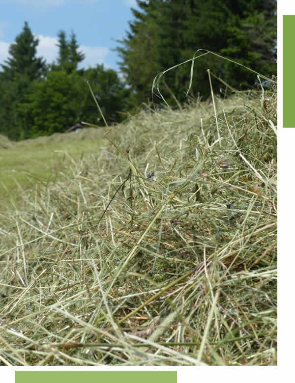 Professional Lawn Dethatching Services Appleton, WI