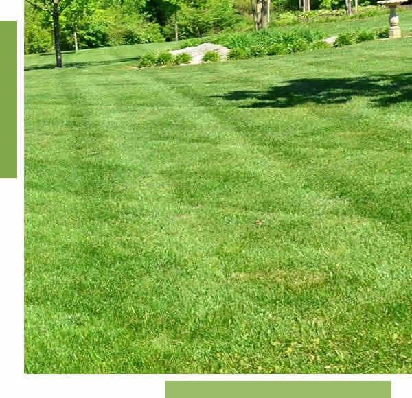 Professional Lawn Dethatching Services Appleton, WI