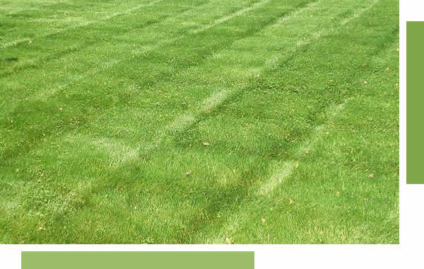 Professional Lawn Mowing Services Appleton, WI